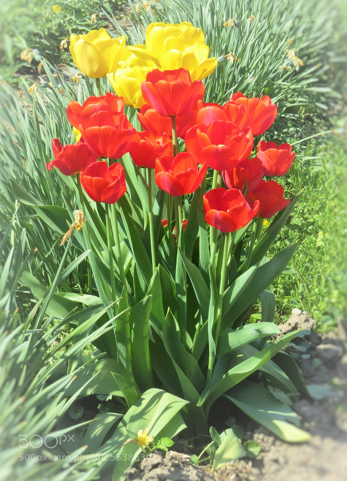 Canon PowerShot SX50 HS sample photo. Yellow and red tulips photography