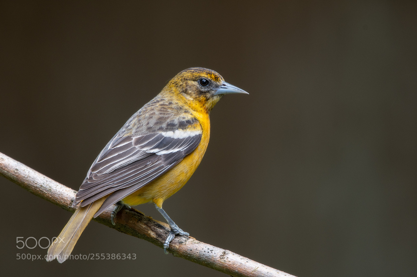 Nikon D500 sample photo. 1st year baltimore oriole photography