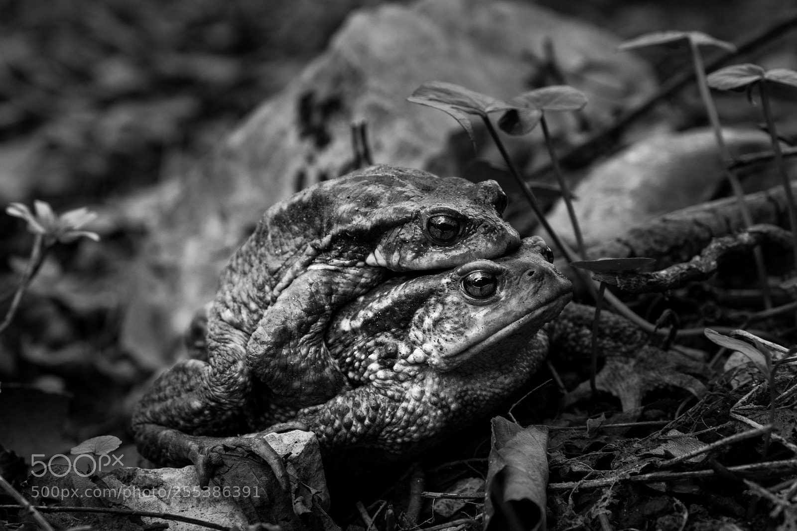 Canon EOS 70D sample photo. Toads photography