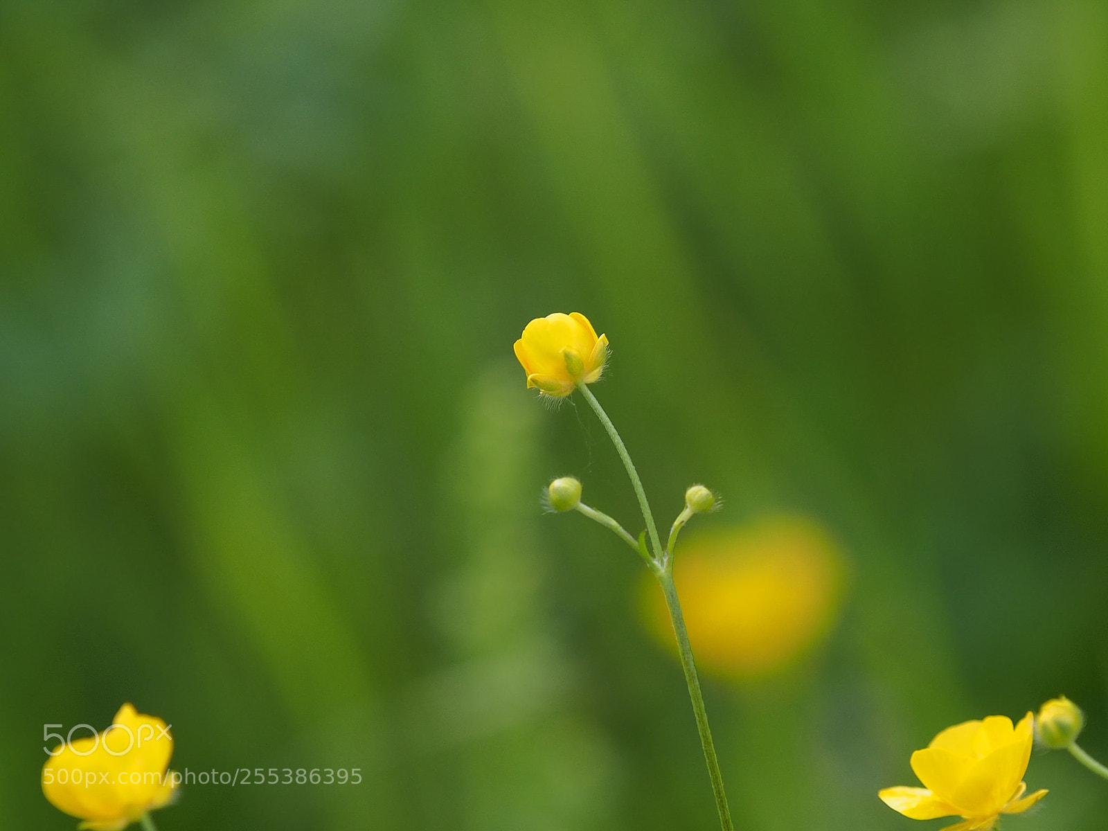 Olympus OM-D E-M5 sample photo. Buttercup photography