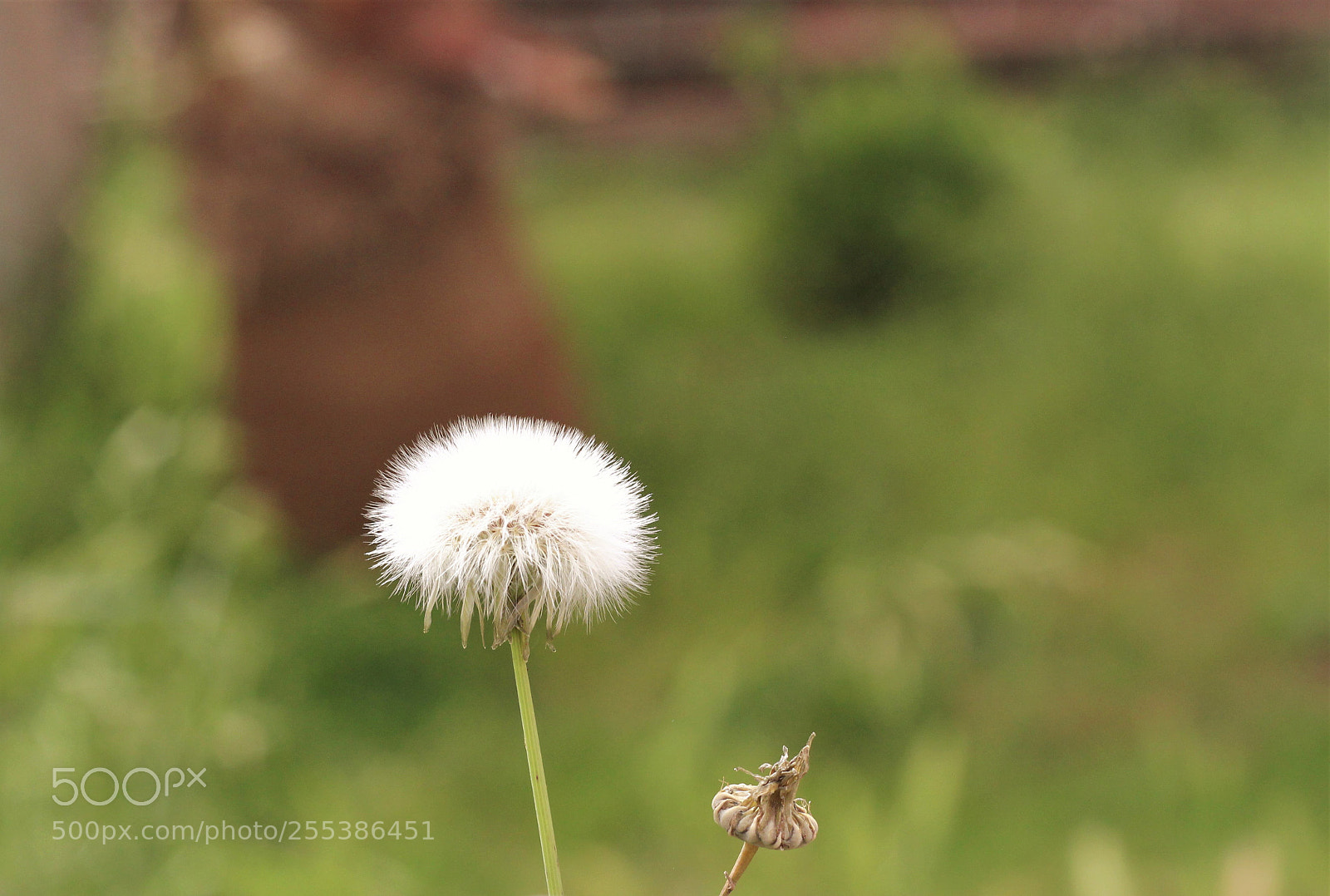 Canon EOS 600D (Rebel EOS T3i / EOS Kiss X5) sample photo. Untitled photography