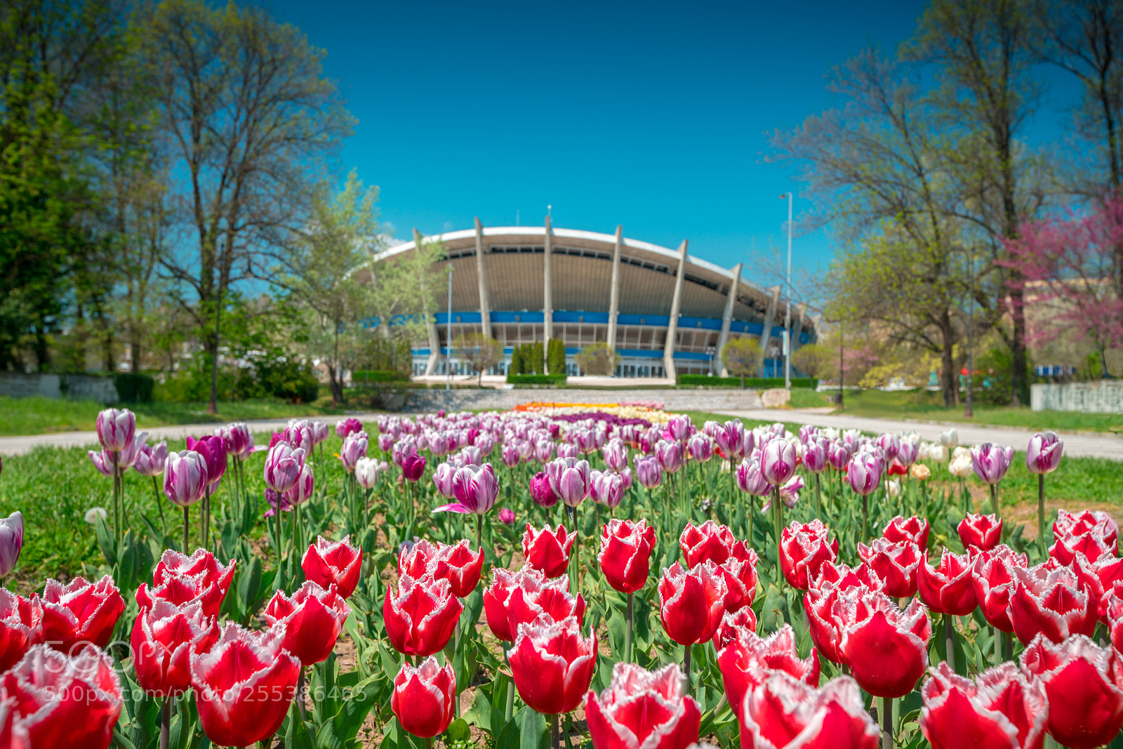 Sony a7R II sample photo. Group of colorful tulip photography