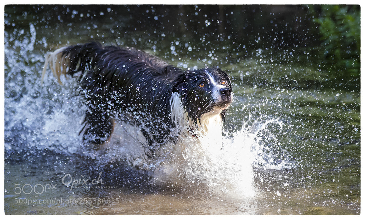Canon EOS 80D sample photo. Hundedusche photography