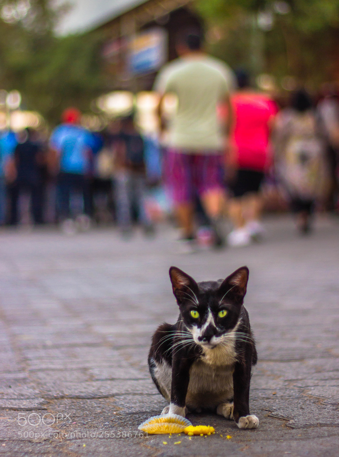 Canon EOS 550D (EOS Rebel T2i / EOS Kiss X4) sample photo. Stray cat food photography
