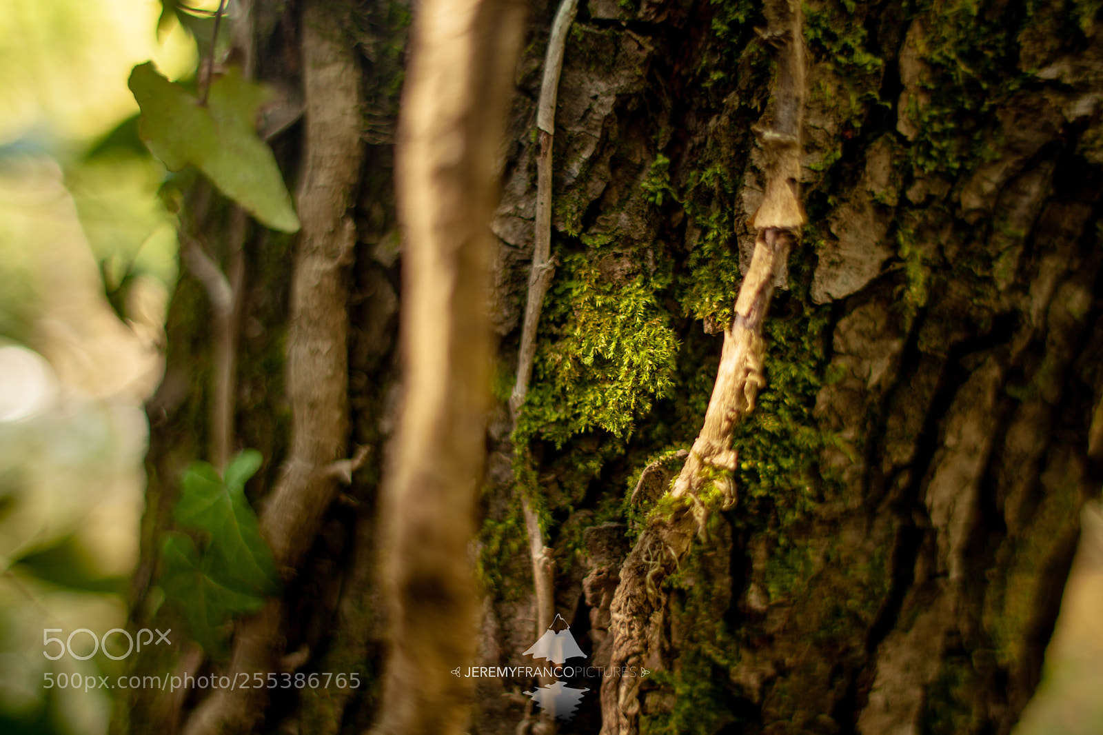 Canon EOS 5D Mark II sample photo. Tree and moss photography