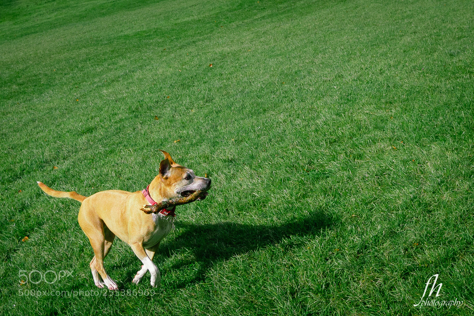 Canon EOS 550D (EOS Rebel T2i / EOS Kiss X4) sample photo. Ramsay photography