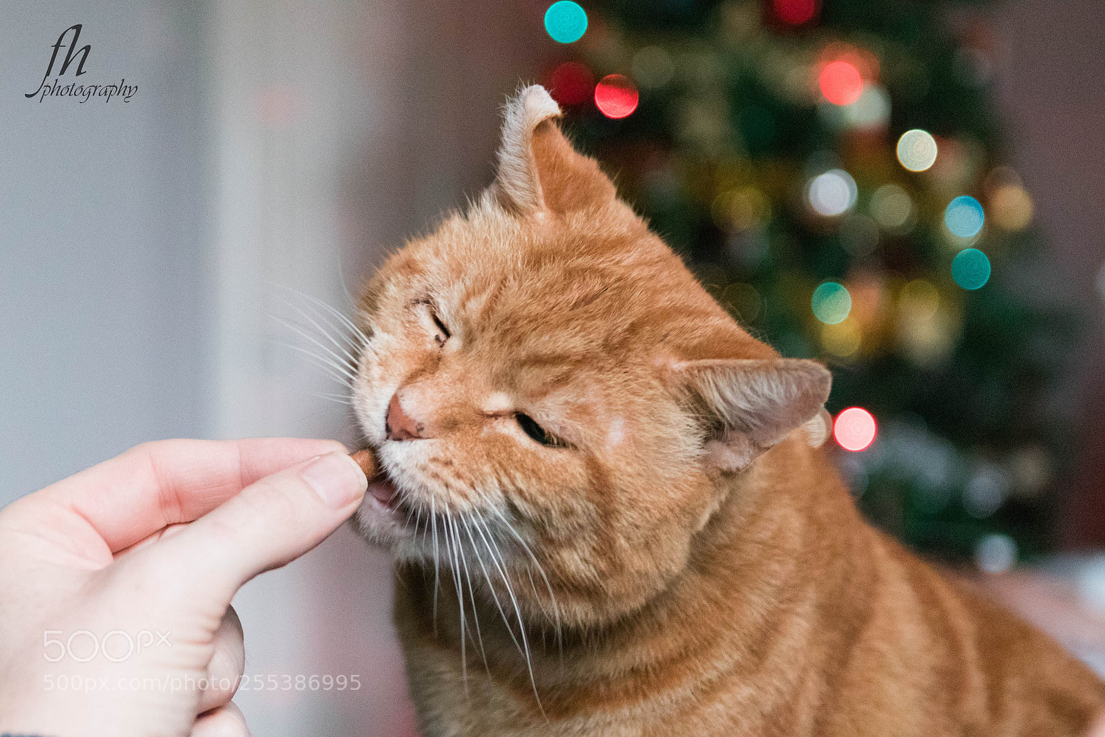 Canon EOS 80D sample photo. Garfield photography