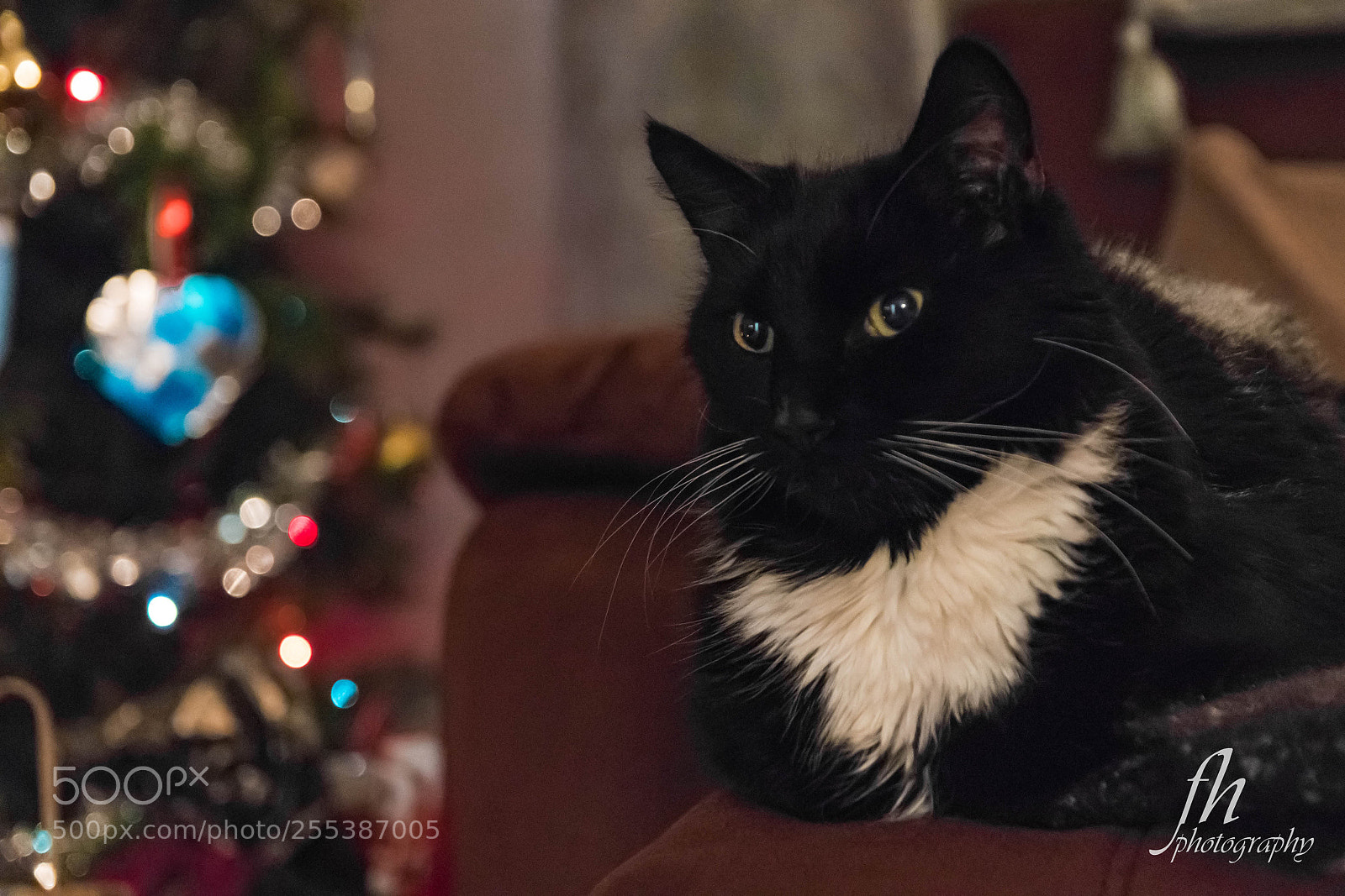 Canon EOS 80D sample photo. Frankie at christmas photography