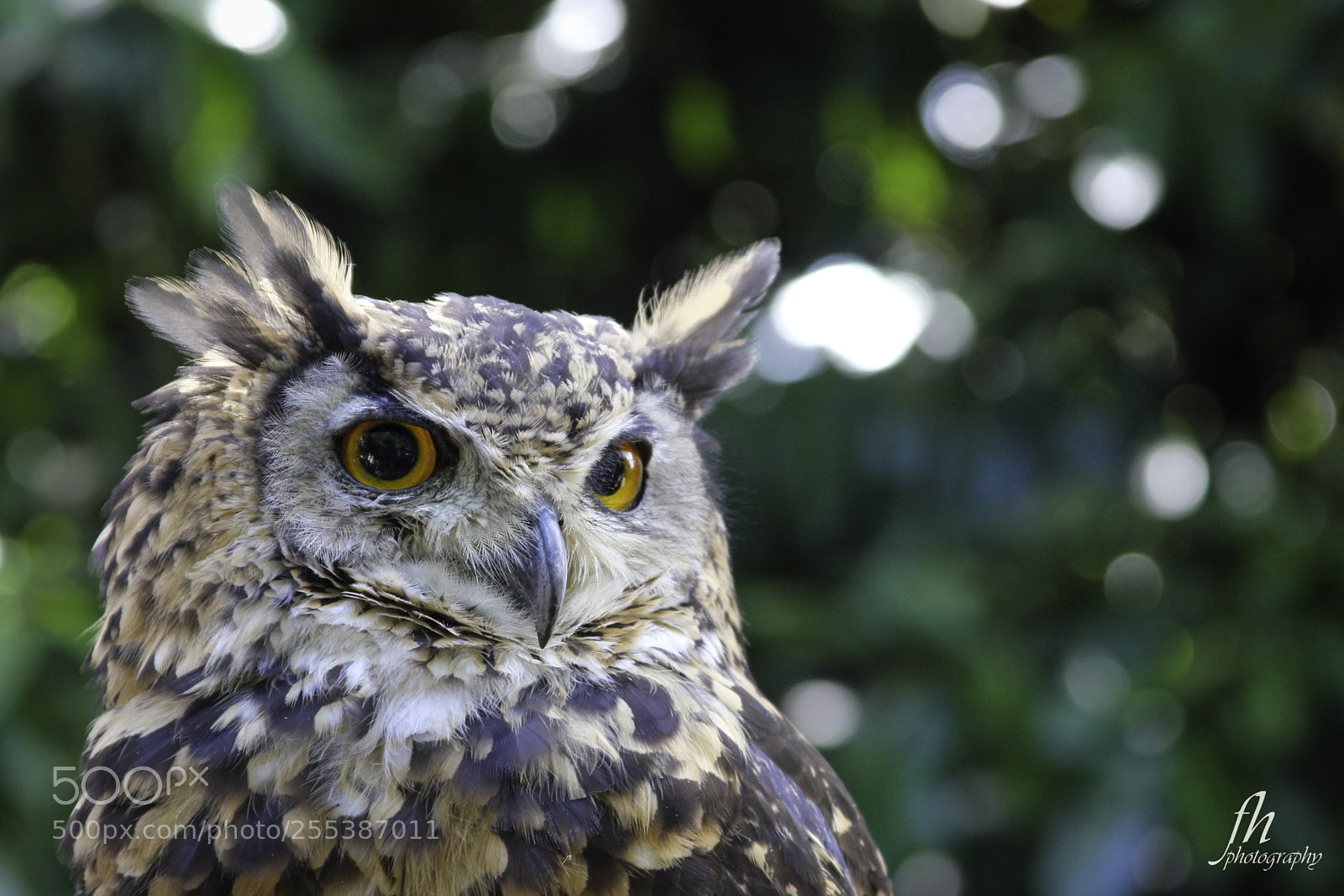 Canon EOS 550D (EOS Rebel T2i / EOS Kiss X4) sample photo. Owl photography