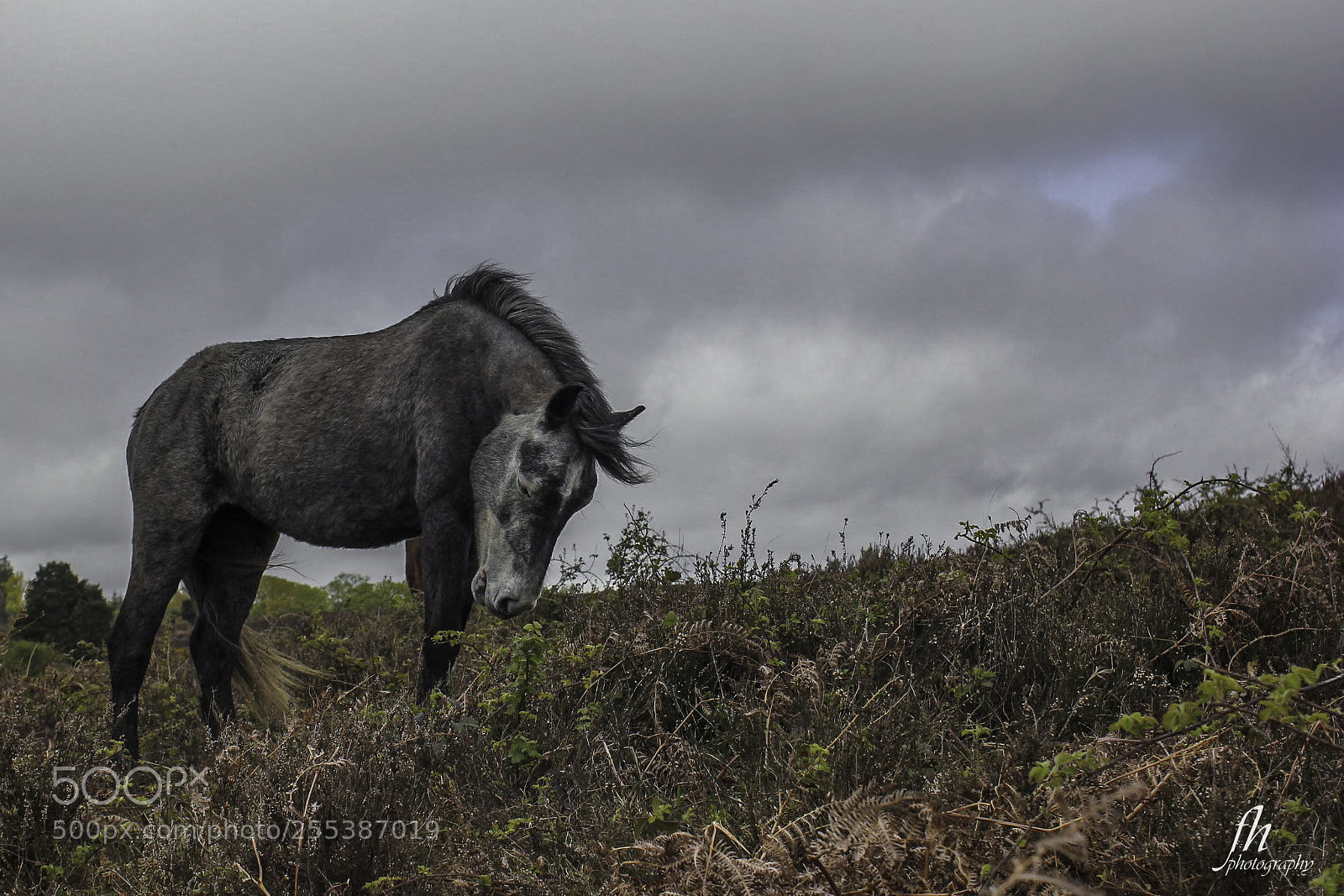 Canon EOS 550D (EOS Rebel T2i / EOS Kiss X4) sample photo. New forest pony photography