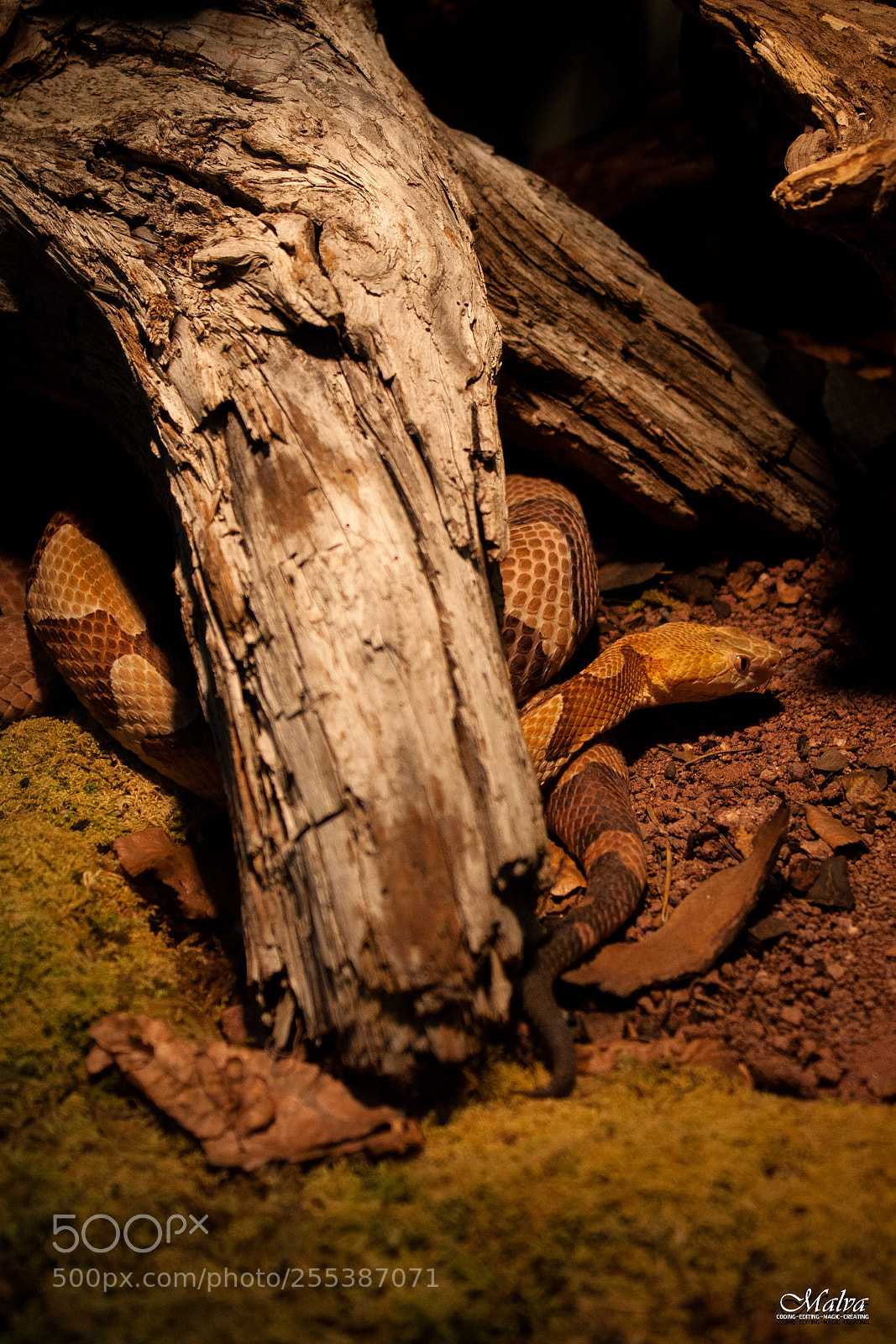 Canon EOS 40D sample photo. Agkistrodon contortrix photography