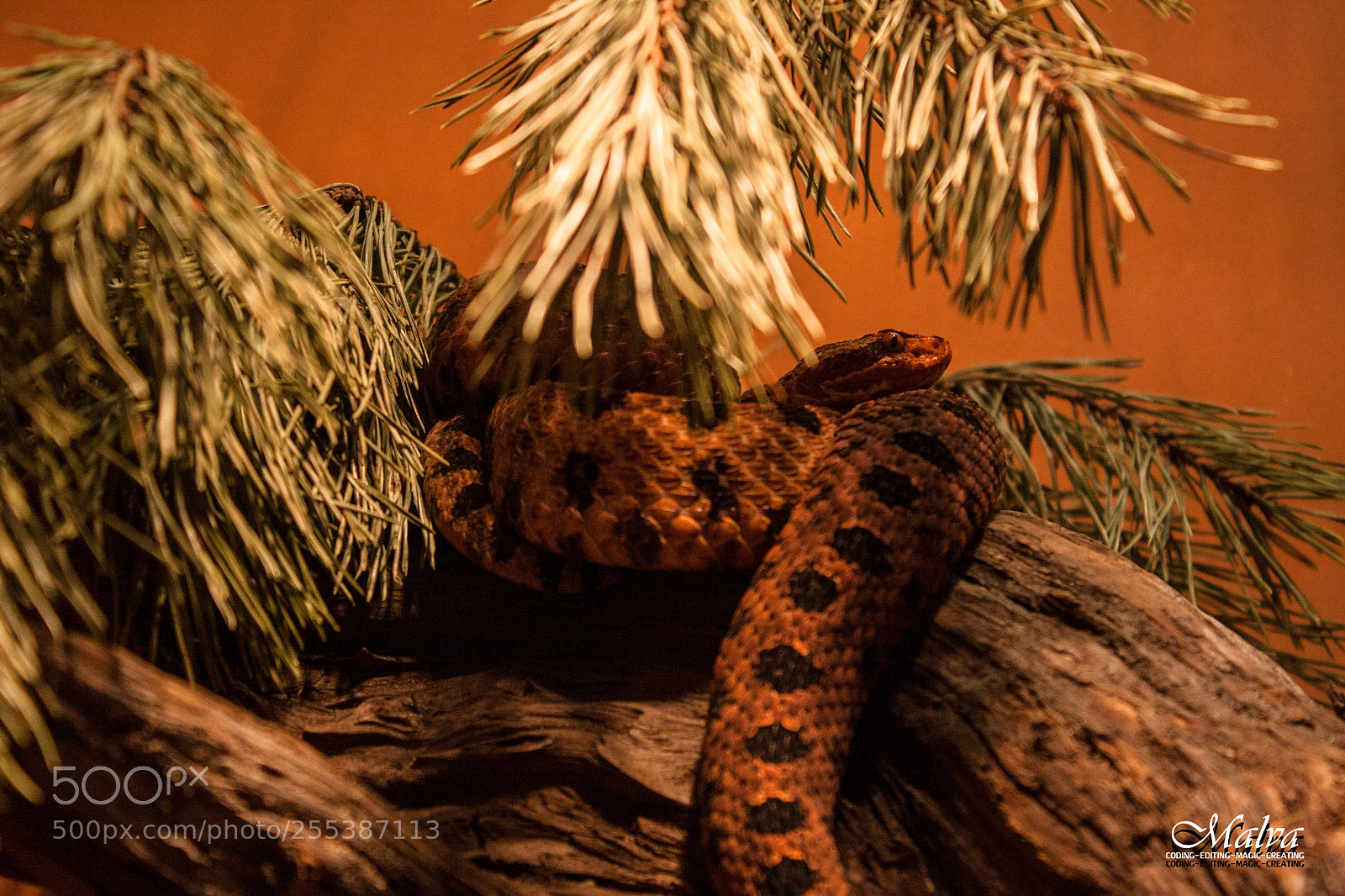 Canon EOS 40D sample photo. Sistrurus miliarius photography