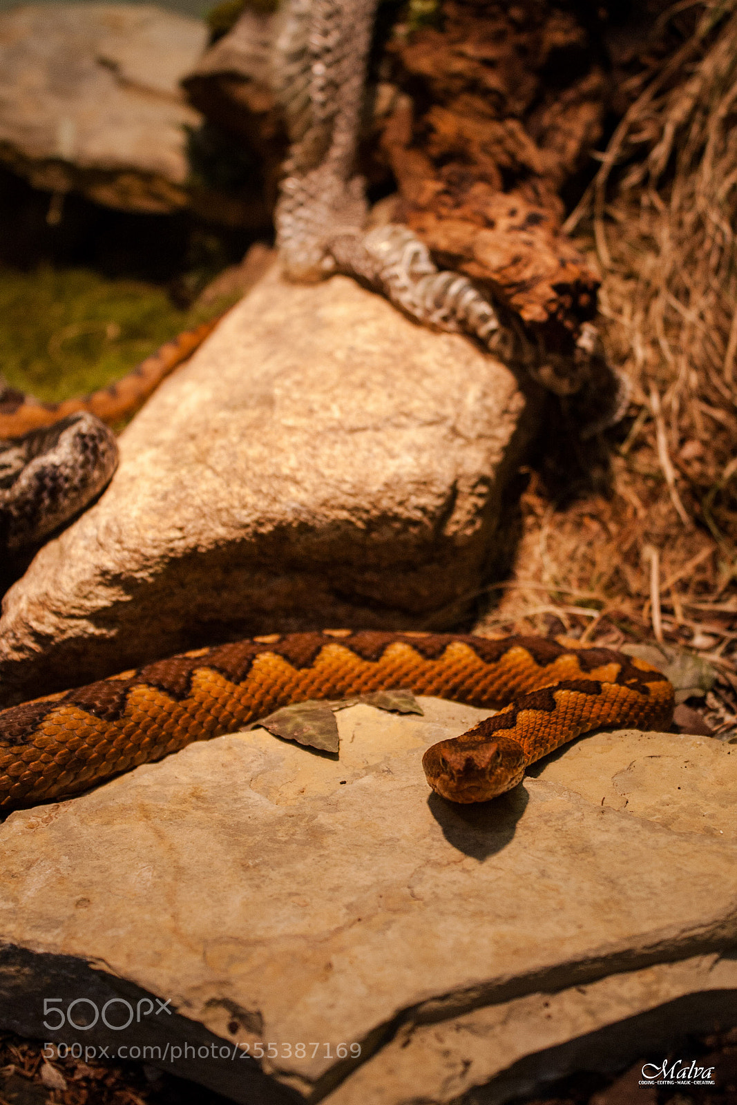 Canon EOS 40D sample photo. Vipera ammodytes photography