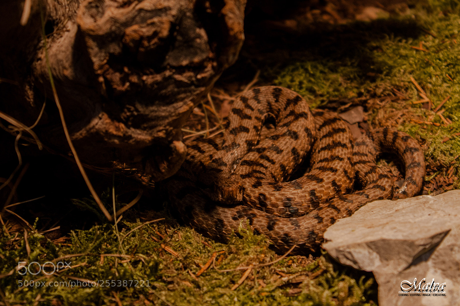 Canon EOS 40D sample photo. Vipera aspis photography