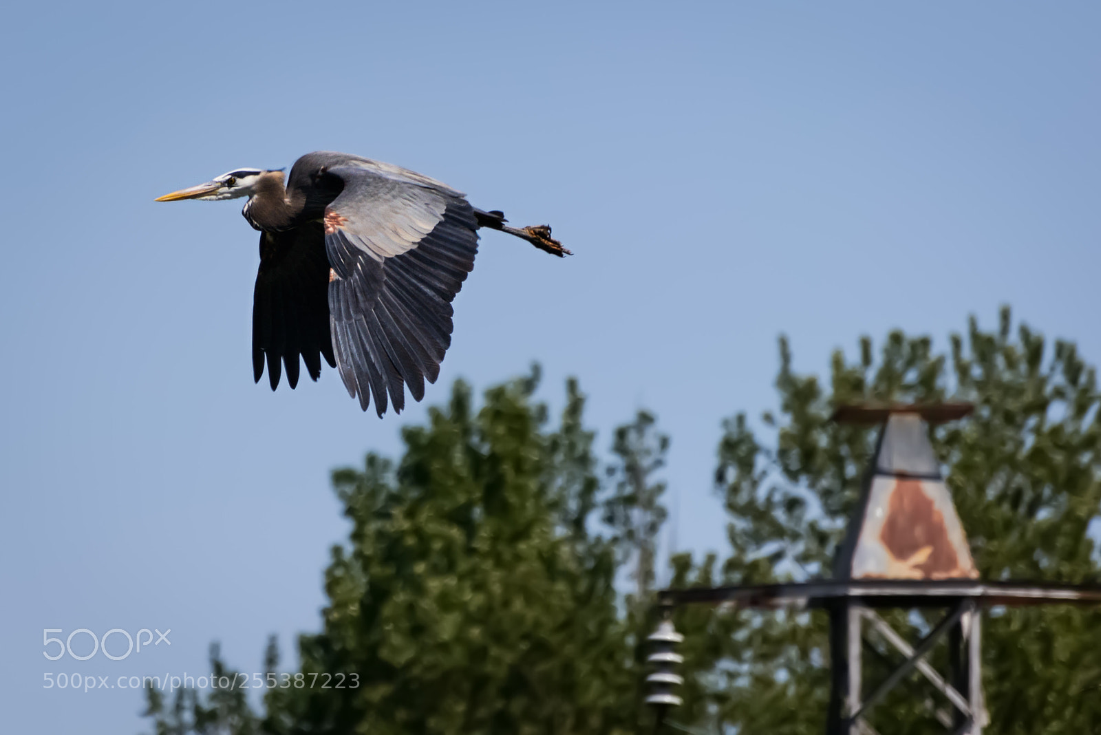 Nikon D800 sample photo. Big blue heron photography