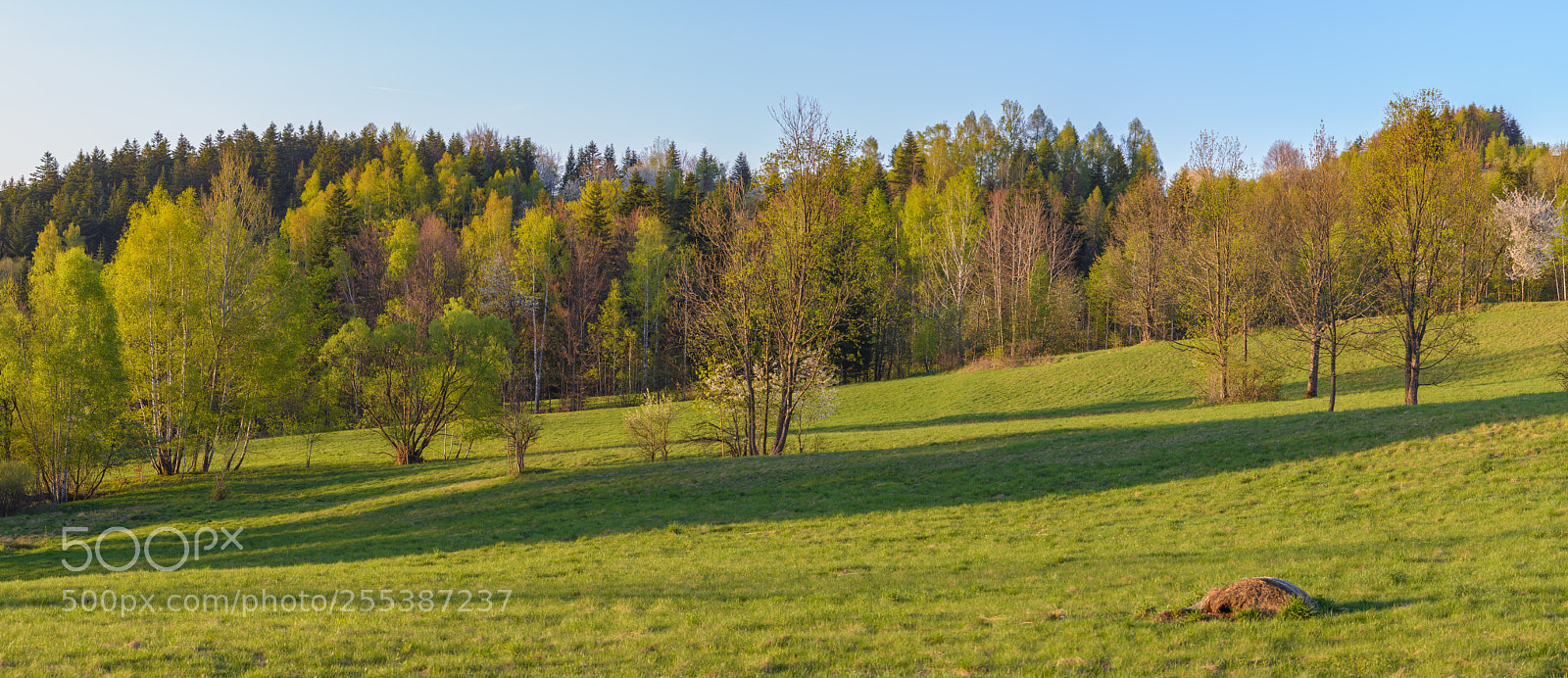 Nikon D610 sample photo. Wiosna photography