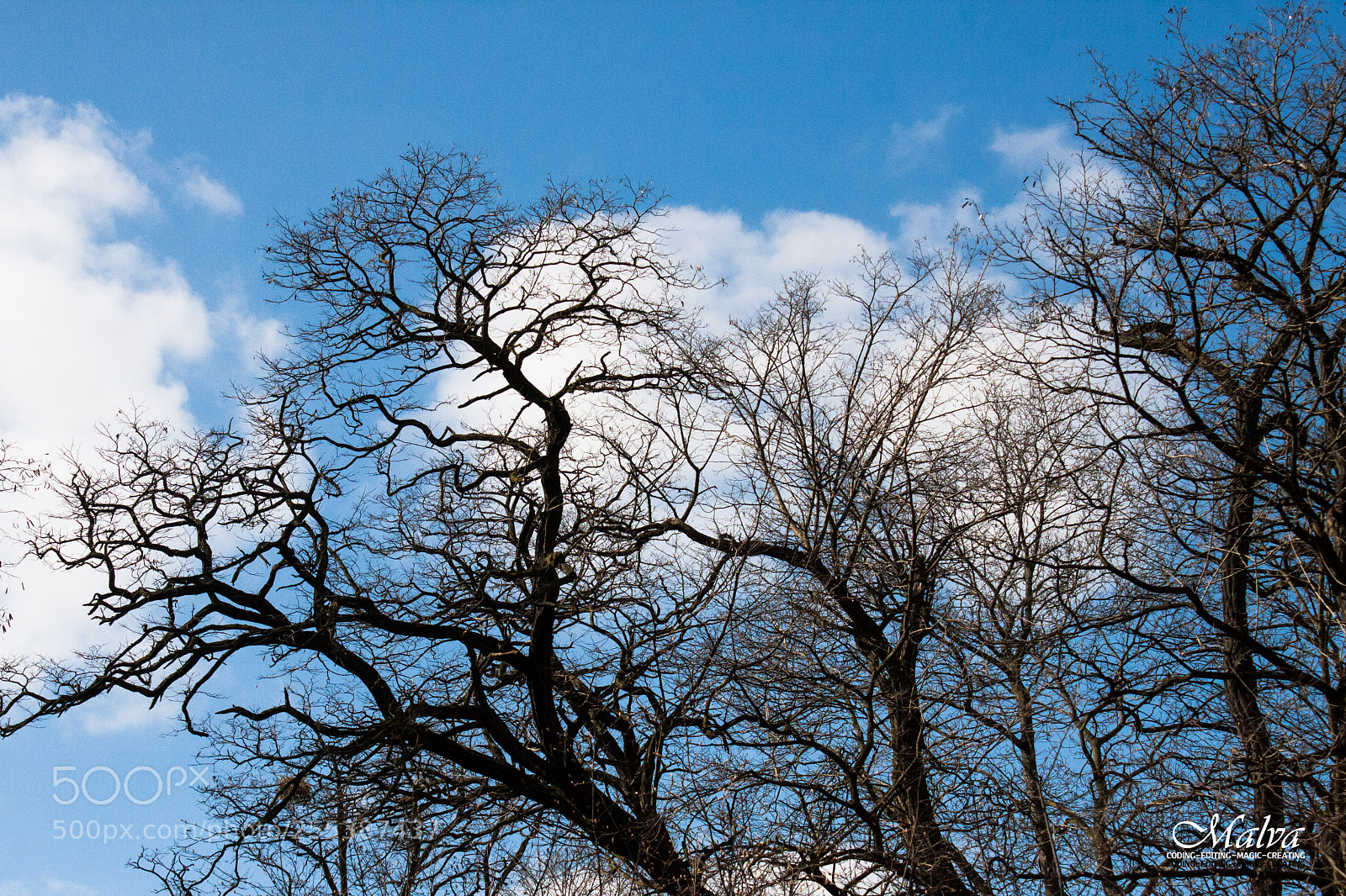 Canon EOS 40D sample photo. Magdeburg - the park photography