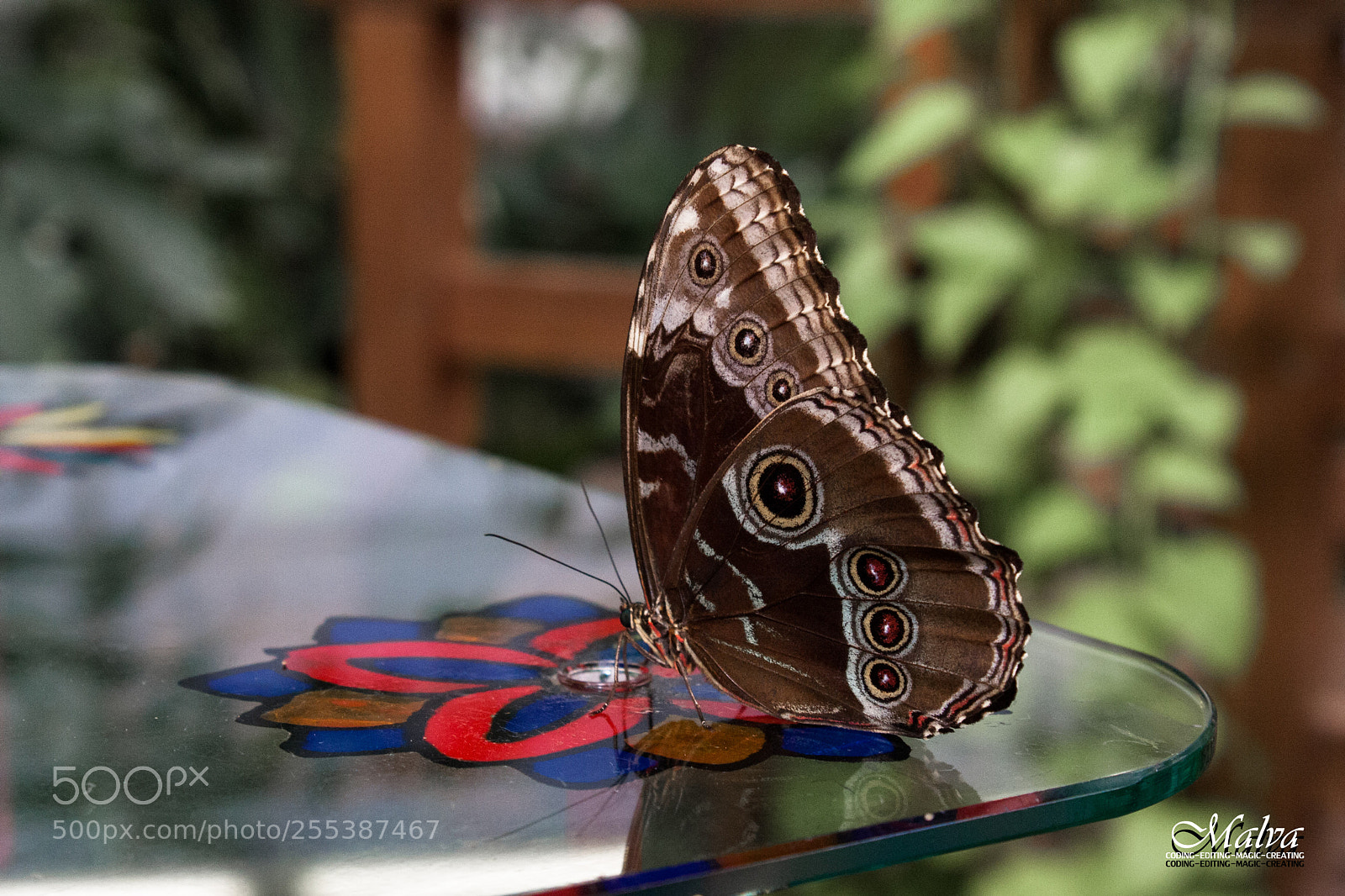 Canon EOS 40D sample photo. Schmetterlingshaus photography