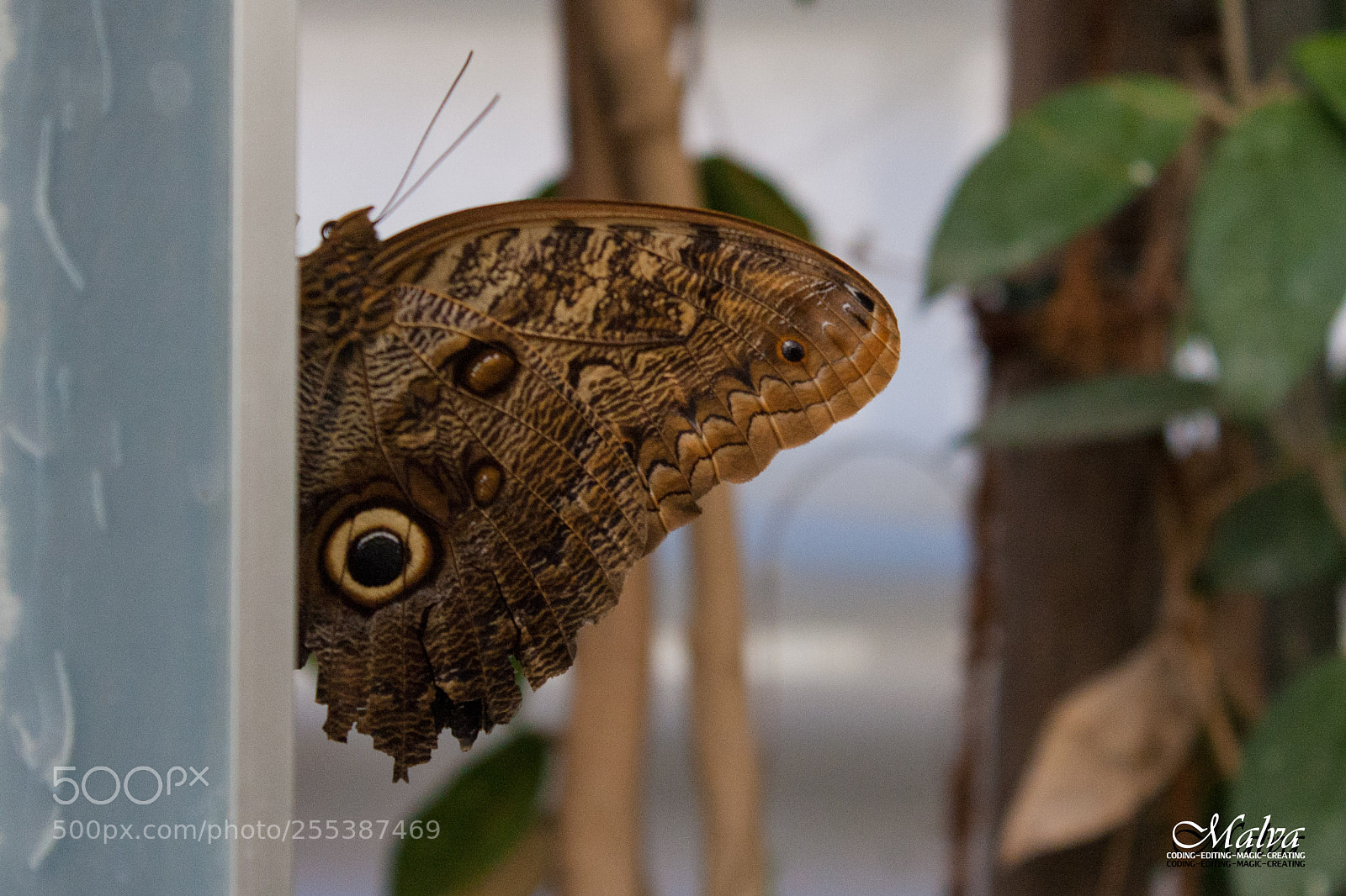 Canon EOS 40D sample photo. Schmetterlingshaus photography