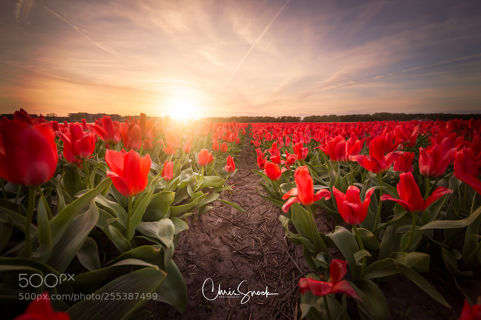 Canon EOS 6D sample photo. Red tulips at sunset photography