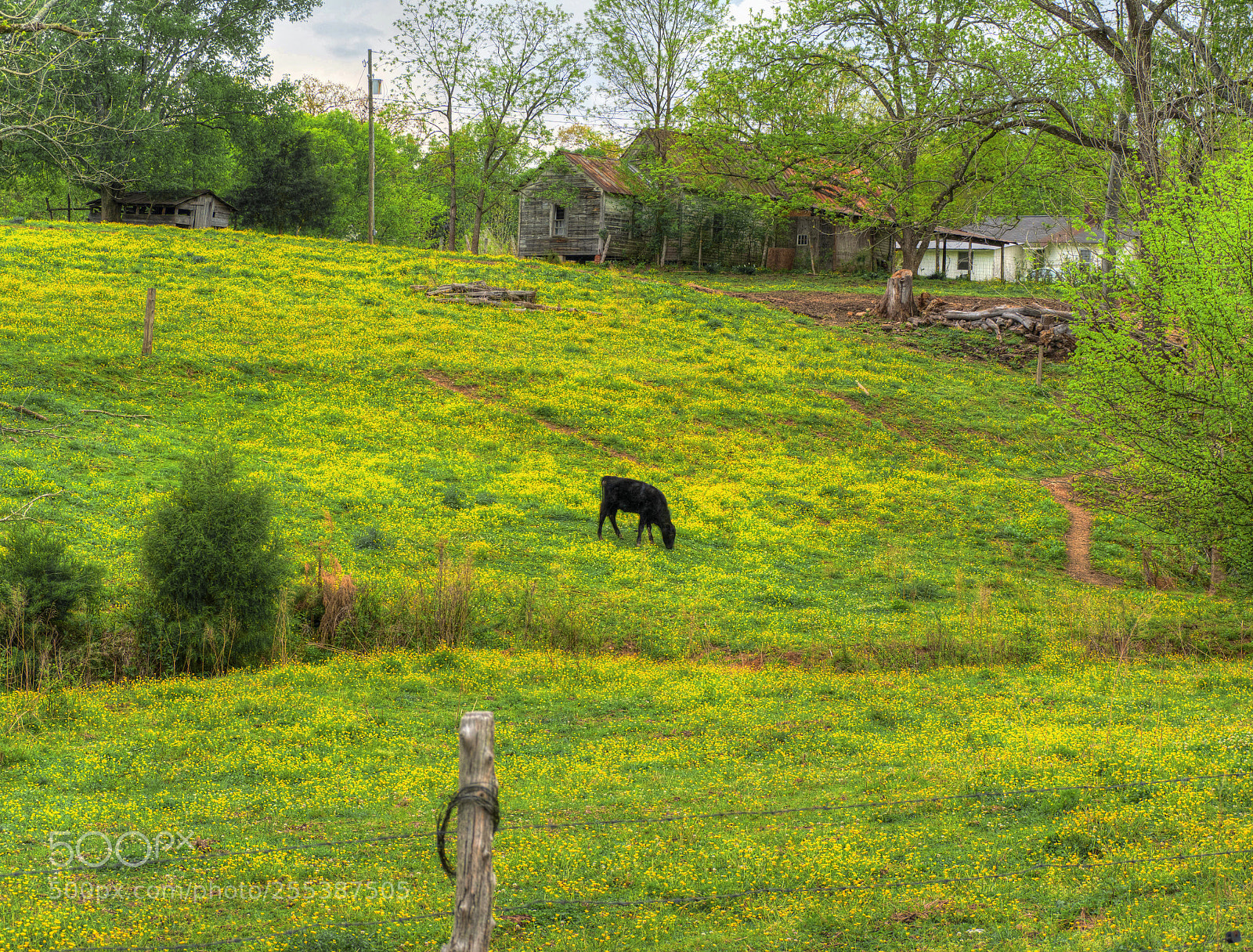 Panasonic Lumix DMC-G85 (Lumix DMC-G80) sample photo. Yellow fields photography