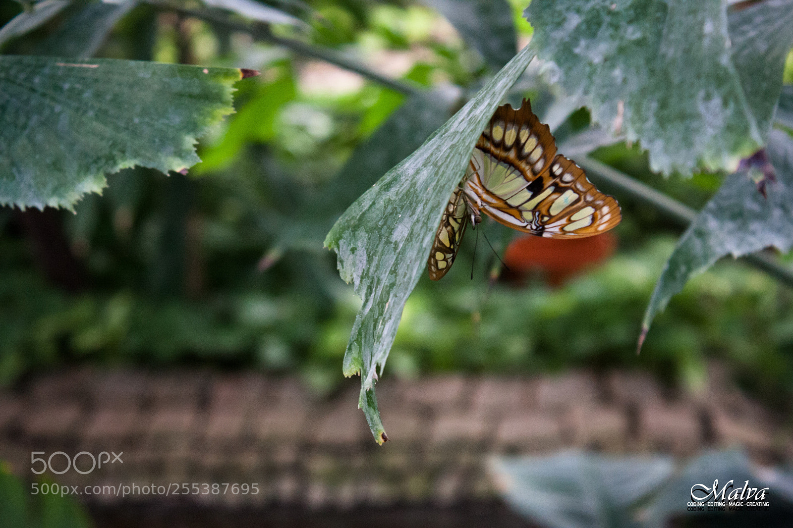 Canon EOS 40D sample photo. Schmetterlingshaus photography