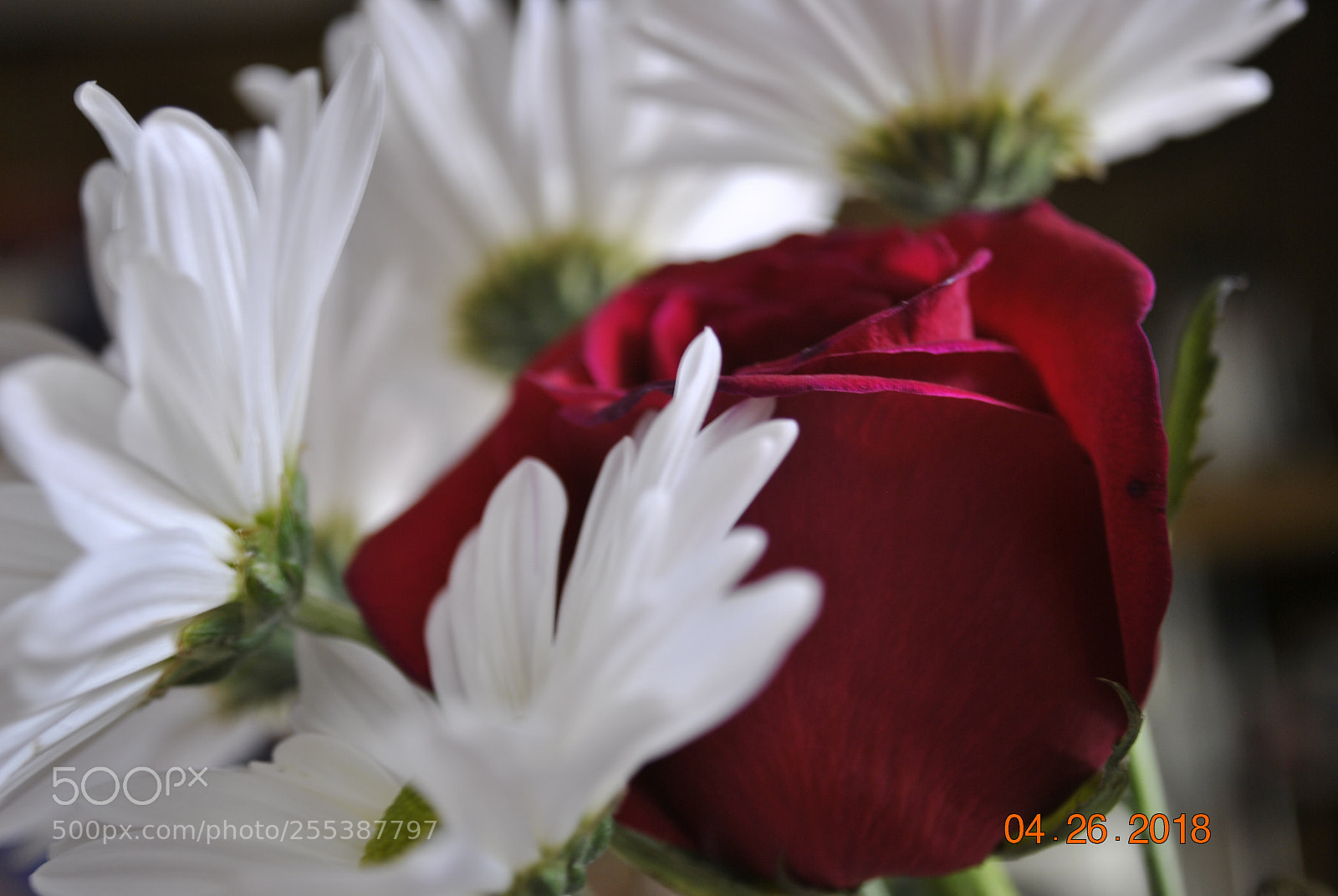 Nikon D3000 sample photo. Unique photography