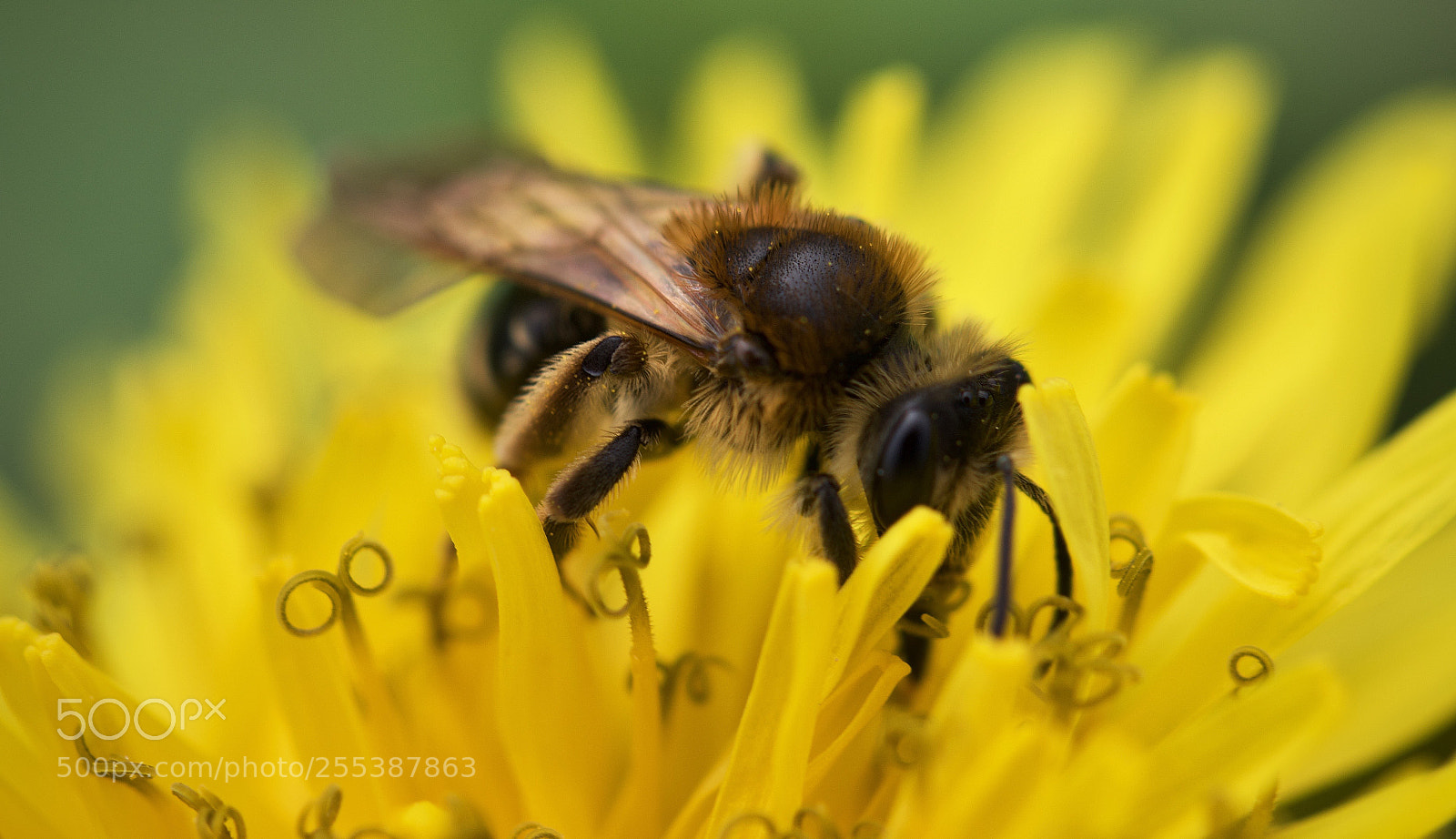 Canon EOS 7D Mark II sample photo. Beeing photography