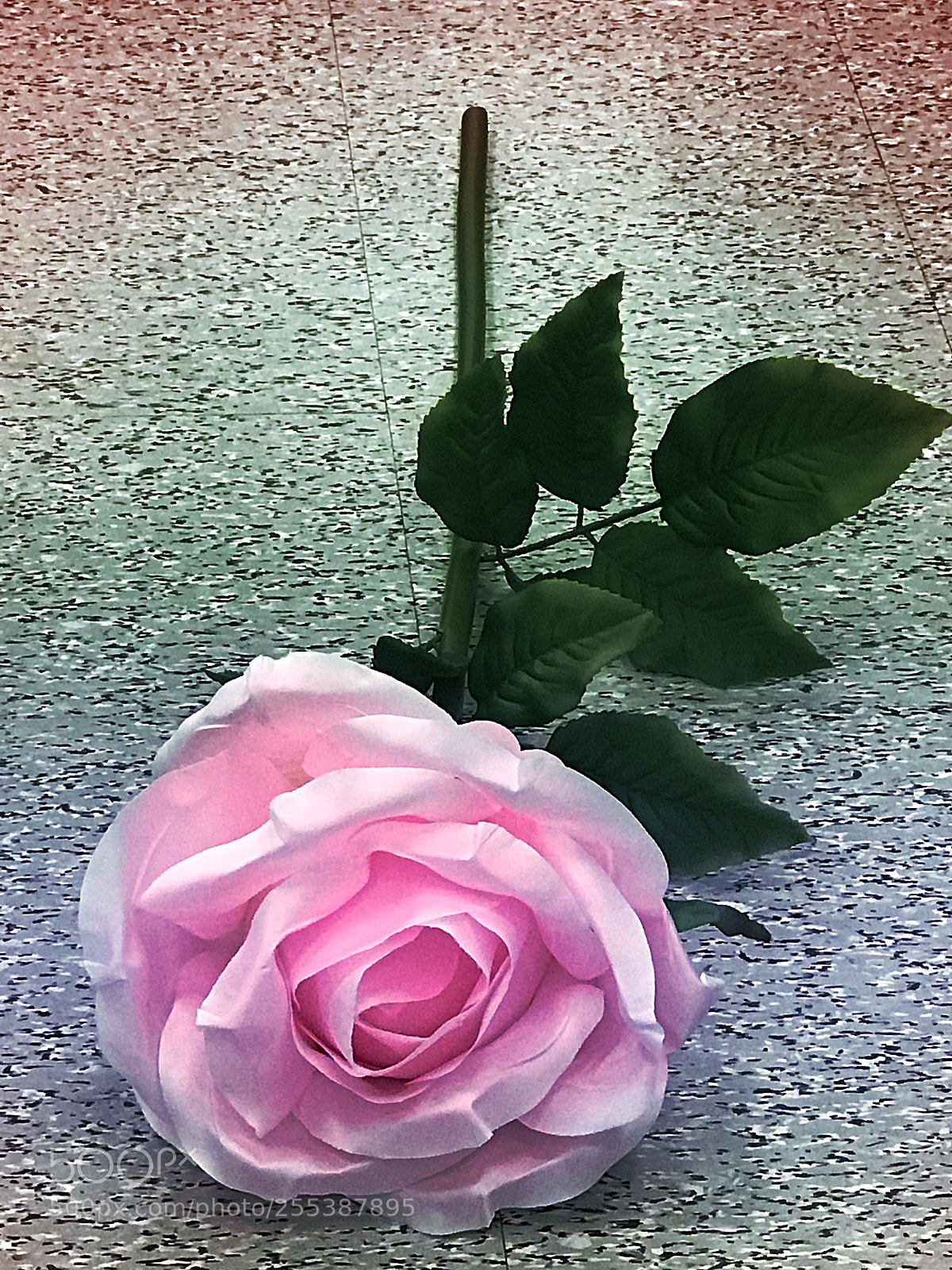 Apple iPhone 7 Plus sample photo. Untitled photography