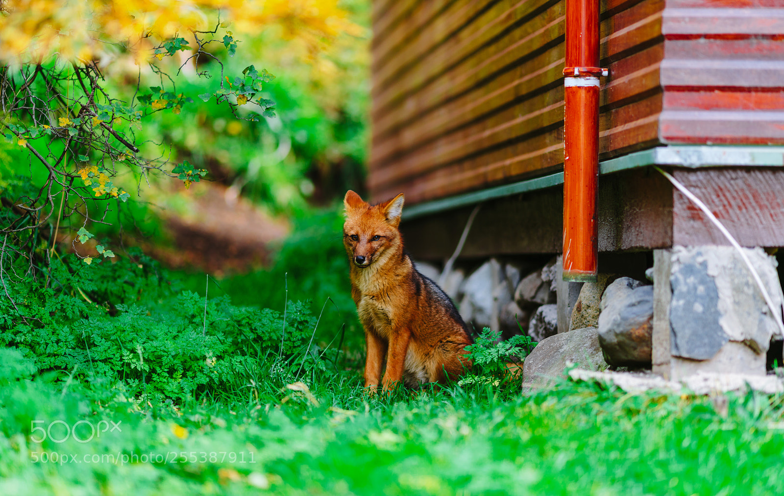 Sony a7R II sample photo. Red fox in the photography