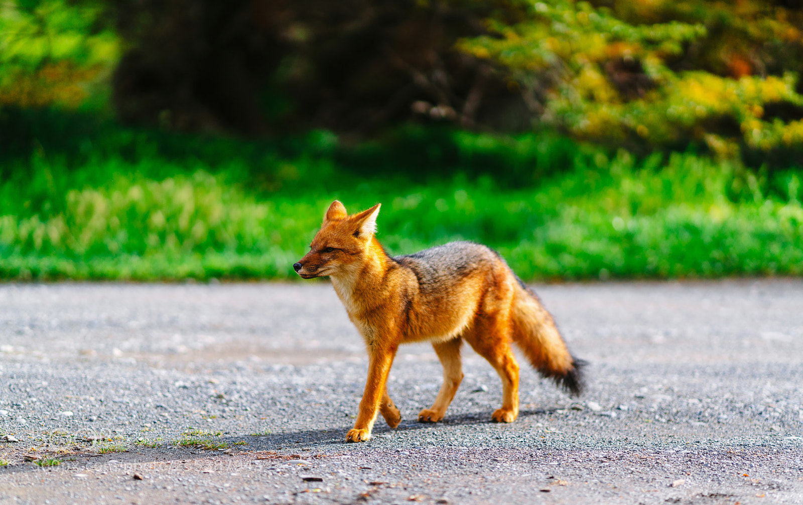 Sony a7R II sample photo. Red fox in the photography