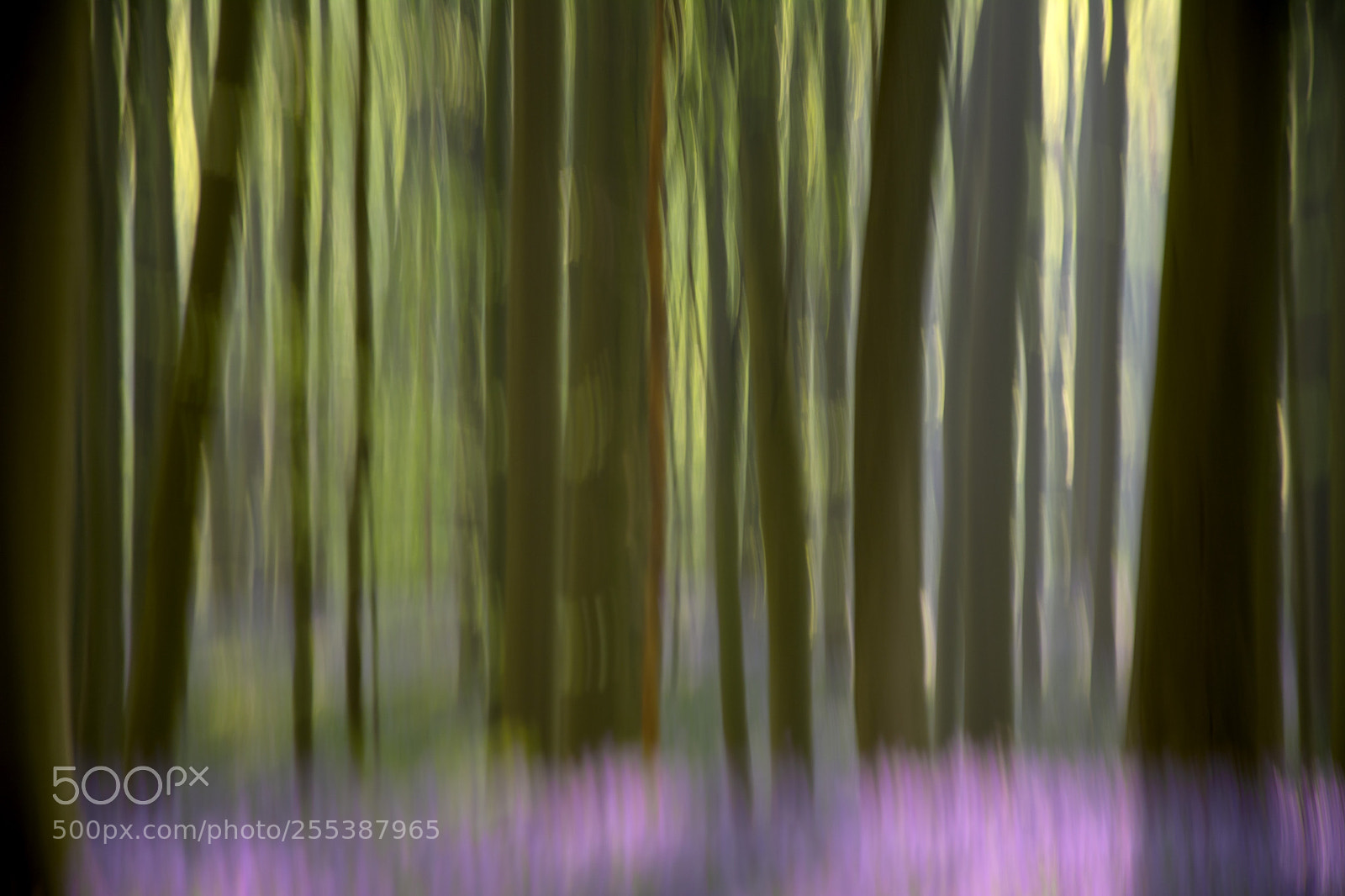Nikon D7100 sample photo. Hallerbos photography
