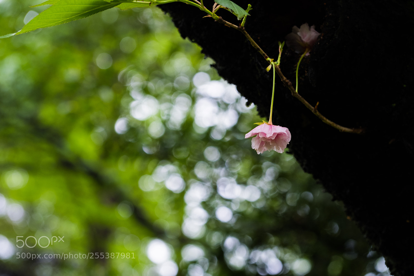 Fujifilm X-T20 sample photo. Hanging flower photography
