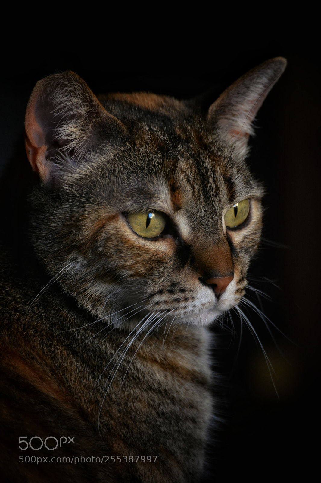 Nikon D5200 sample photo. Io sono arancia, i photography