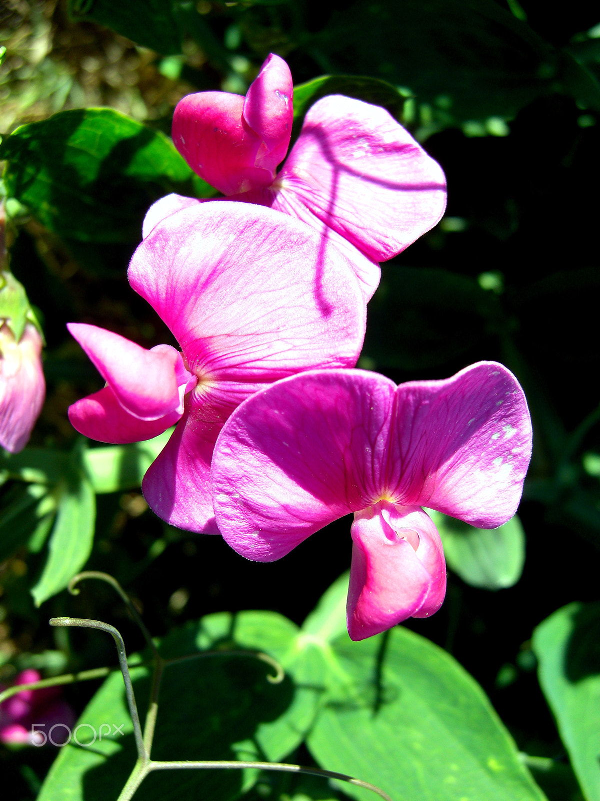 CASIO EX-Z1080 sample photo. Bright fuchsia photography
