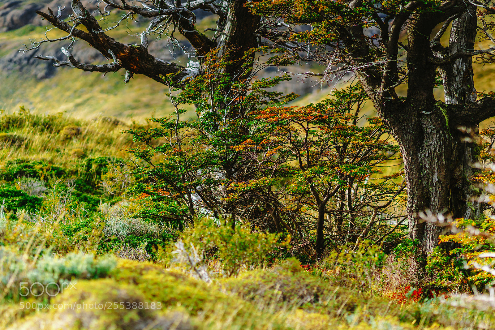 Sony a7R II sample photo. Bright paints on the photography