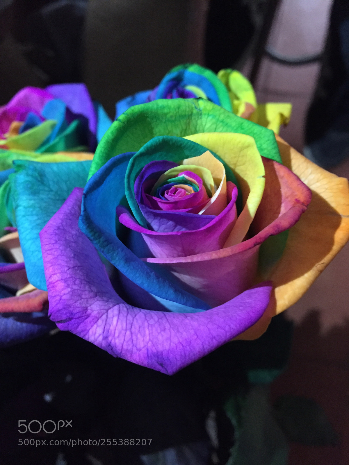 Apple iPhone 6 sample photo. Multicolor rose photography
