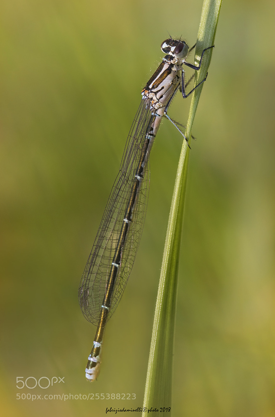 Canon EOS 7D Mark II sample photo. Coenagrion puella photography