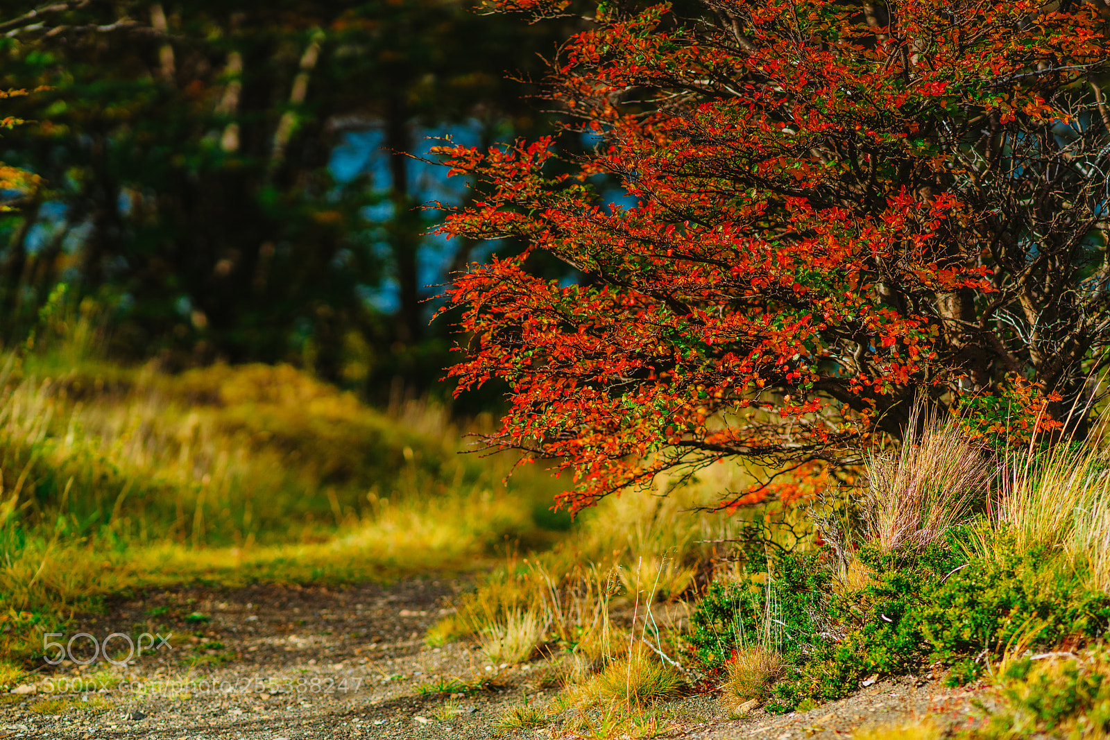 Sony a7R II sample photo. Bright paints on the photography