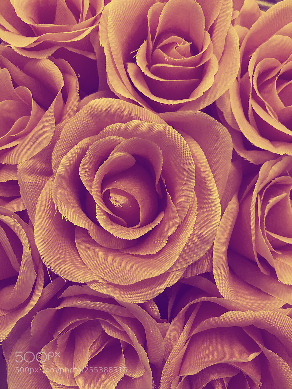 Apple iPhone 7 Plus sample photo. Roses of love photography