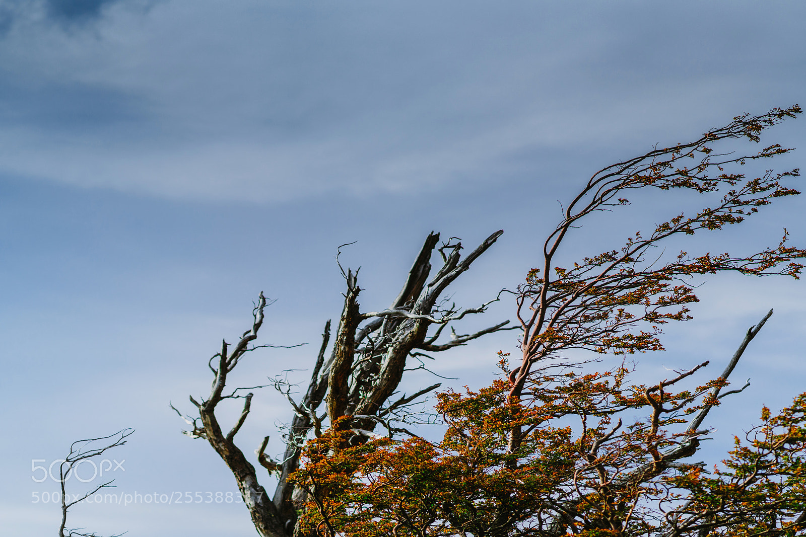 Sony a7R II sample photo. View of the branches photography