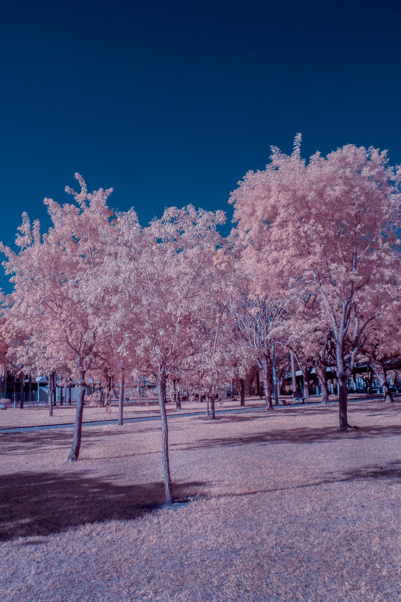 Panasonic Lumix DMC-GF3 sample photo. Arvore magica infrared photography