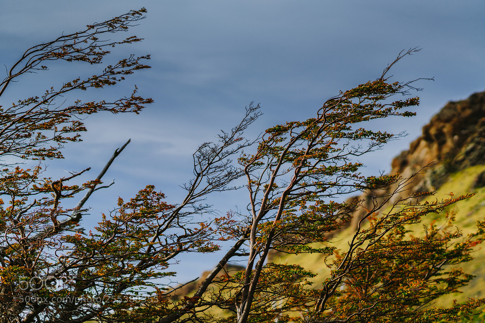 Sony a7R II sample photo. View of the branches photography