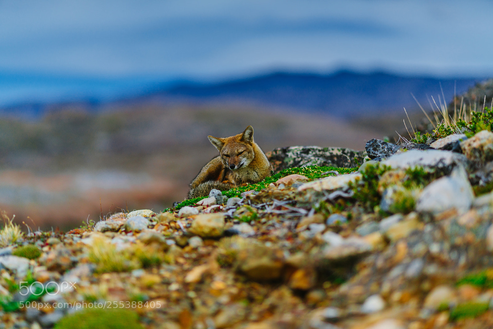 Sony a7R II sample photo. Red fox in the photography