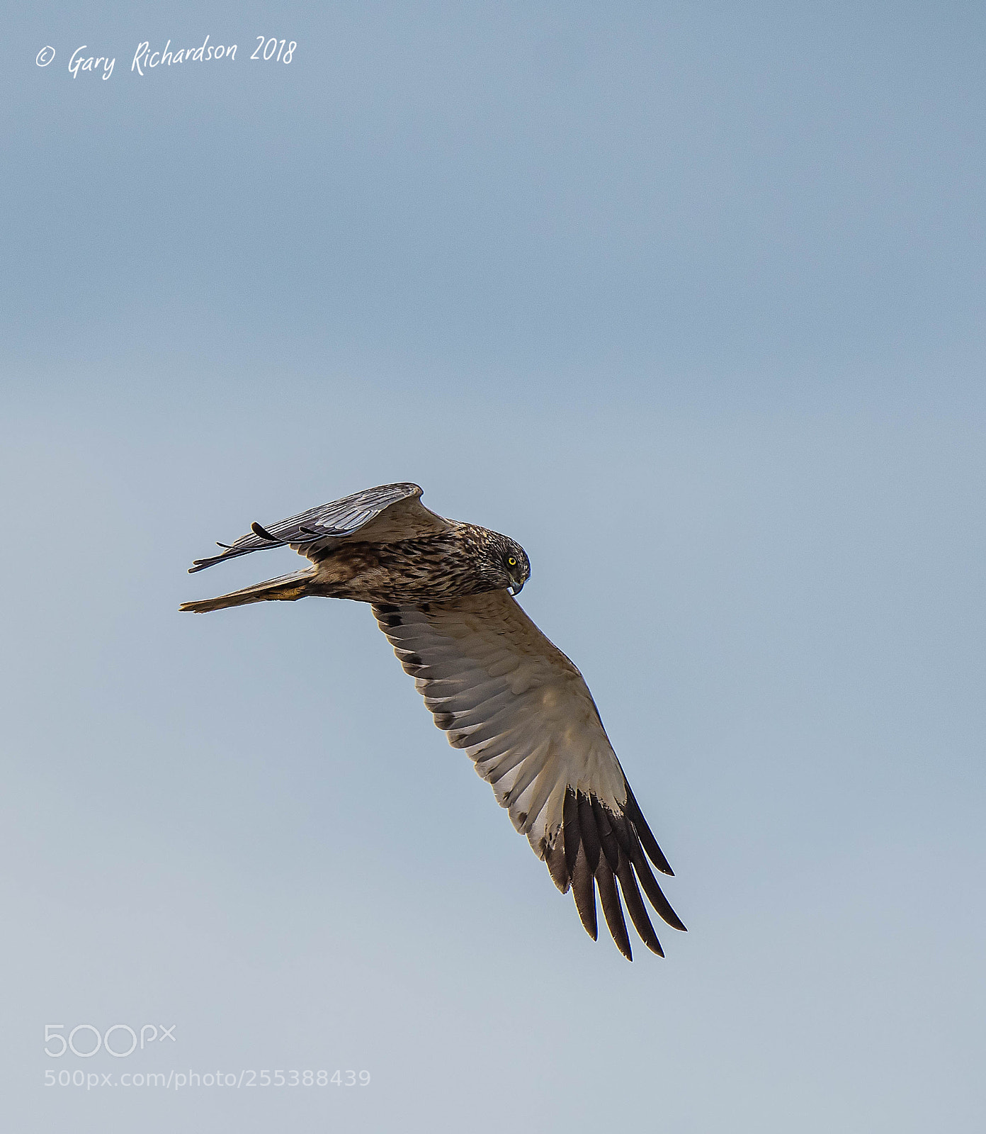 Nikon D500 sample photo. Marsh harrier photography