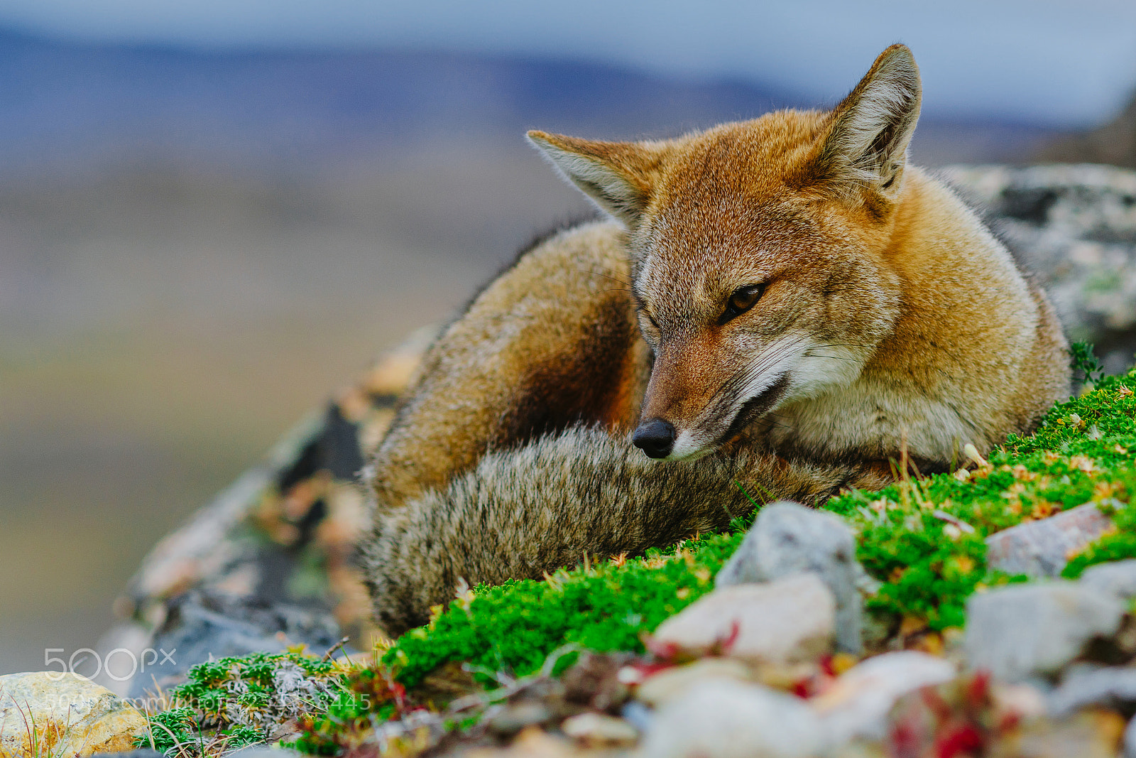 Sony a7R II sample photo. Red fox in the photography