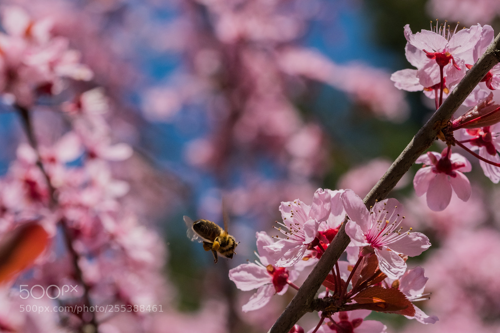 Fujifilm X-T20 sample photo. Busy bee photography