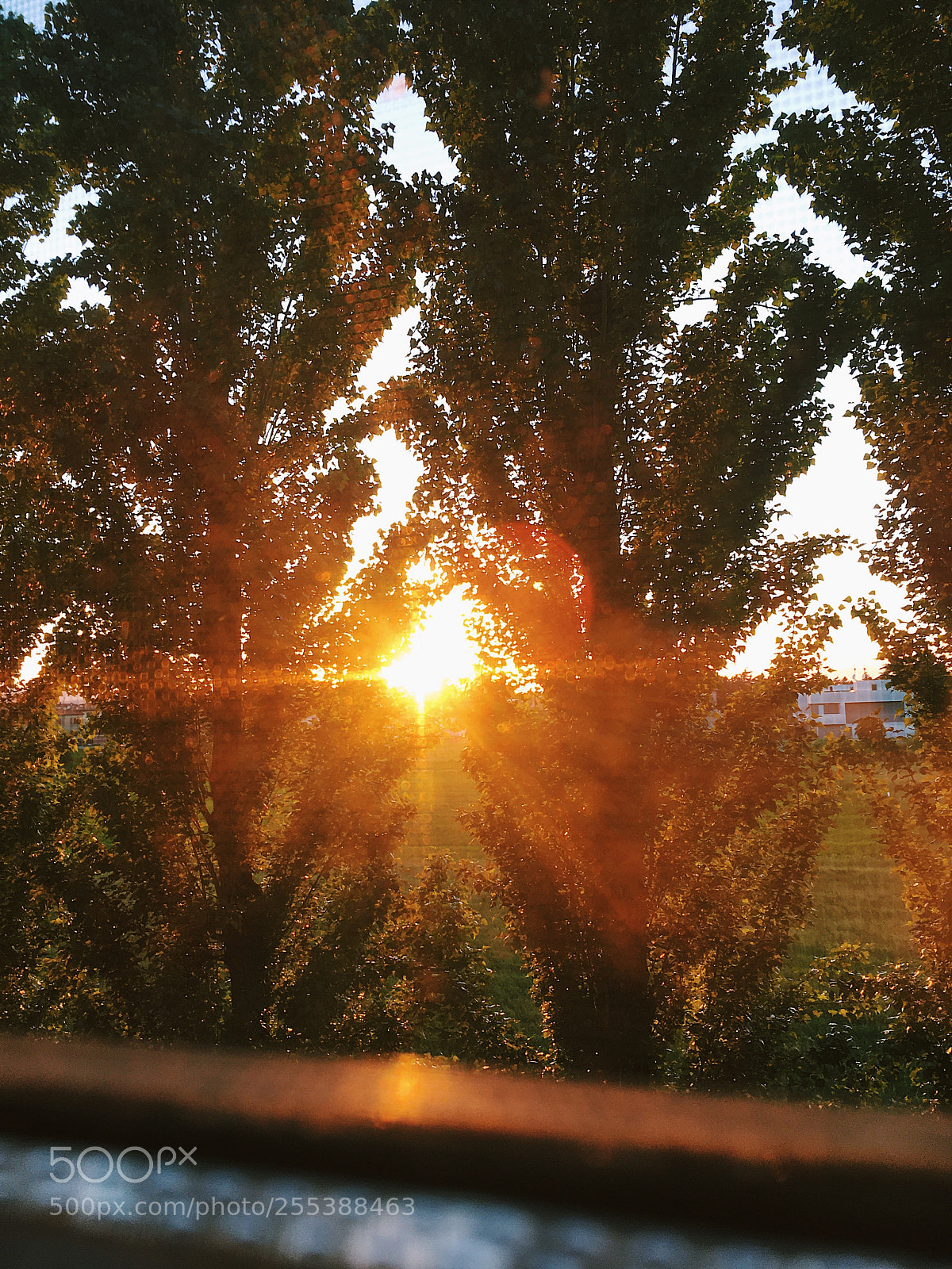 Apple iPhone 6s sample photo. Flare. photography