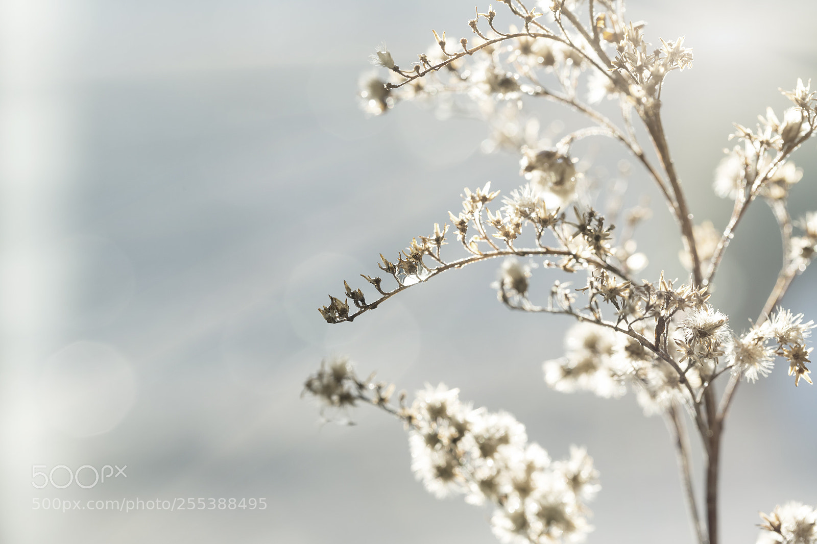 Canon EOS 6D sample photo. Dreamy nature... photography