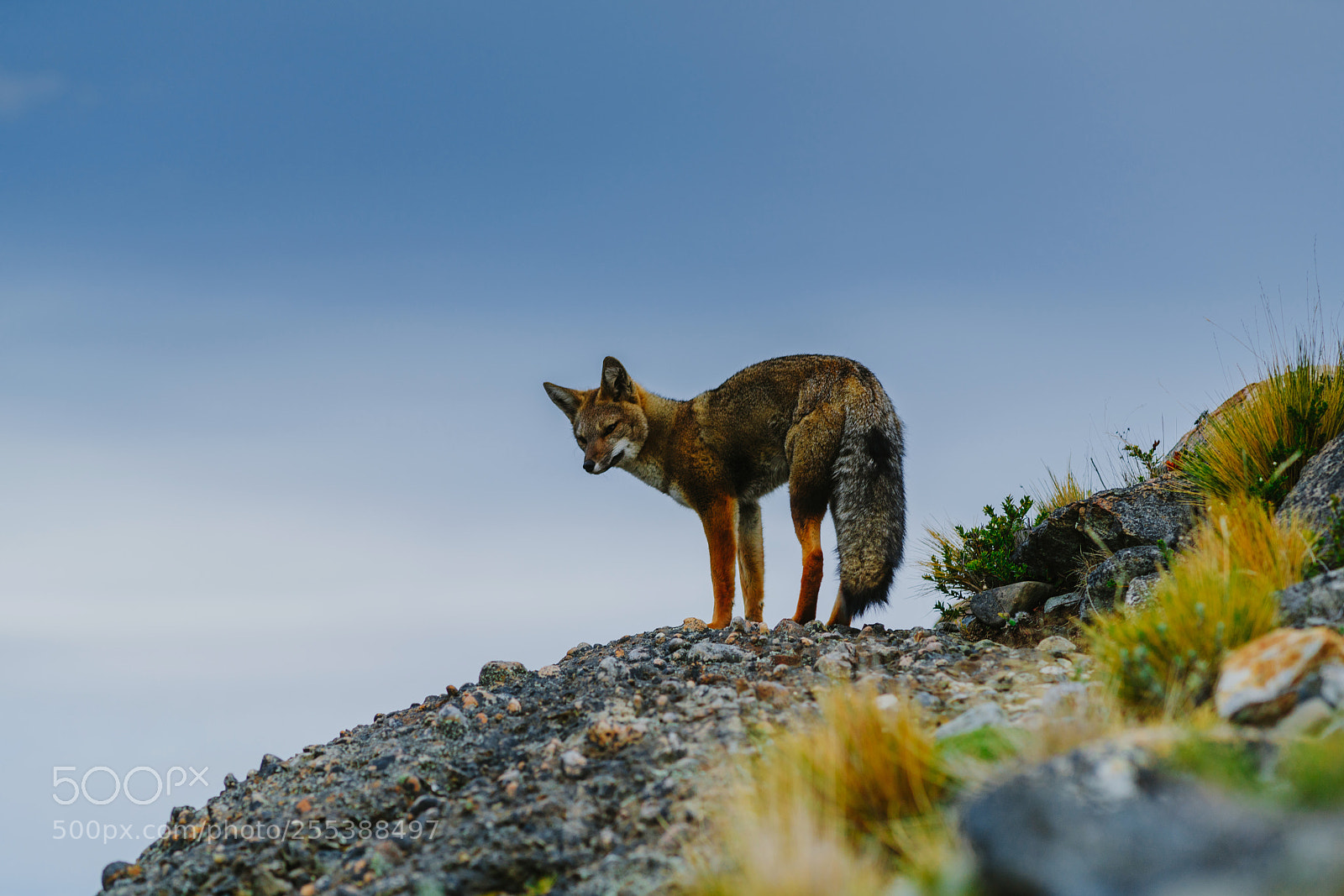 Sony a7R II sample photo. Red fox in the photography